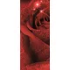 Rózsák poszter, fotótapéta (91 x 211 cm)