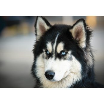 Husky poszter, fotótapéta, Vlies (104 x 70,5 cm)