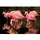 Flamingók poszter, fotótapéta, Vlies (416 x 254 cm)