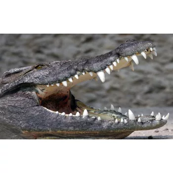 Krokodil poszter, fotótapéta