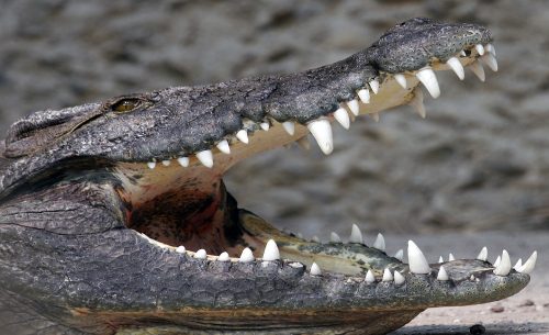 Krokodil  poszter, fotótapéta, Vlies (104 x 70,5 cm)