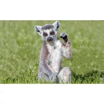 Lemur poszter, fotótapéta