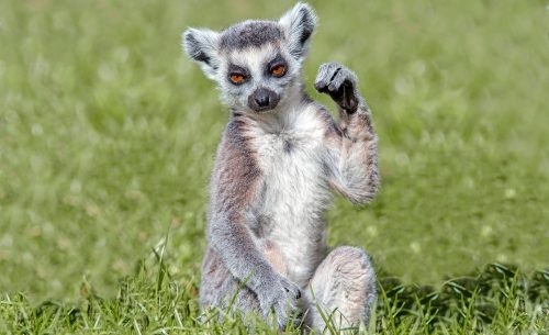 Lemur poszter, fotótapéta Vlies (368 x 254 cm)