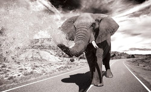 Elefánt poszter, fotótapéta Vlies (208 x 146 cm)