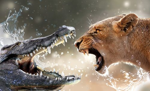 Krokodil vs. oroszlán  poszter, fotótapéta, Vlies (104 x 70,5 cm)