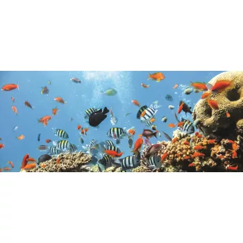 Halak poszter, fotótapéta (250 x 104 cm)