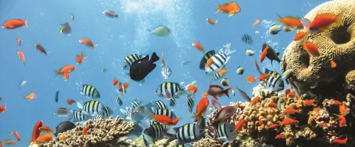 Halak poszter, fotótapéta (250 x 104 cm)