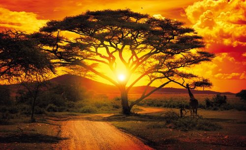 African Sunset  poszter, fotótapéta, Vlies (104 x 70,5 cm)
