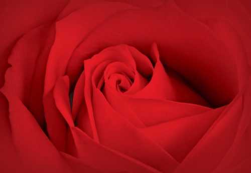 Rózsa poszter, fotótapéta, Vlies (104 x 70,5 cm)