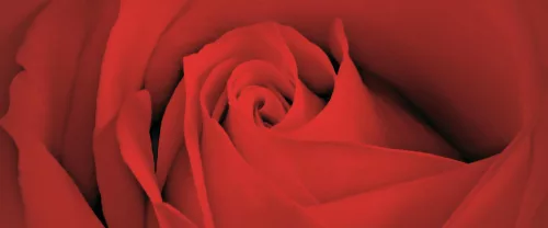 Rózsa minta poszter, fotótapéta (250 cm x 104 xm)