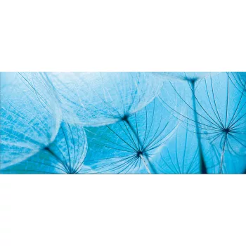Pitypang poszter, fotótapéta (250 cm x 104 xm)