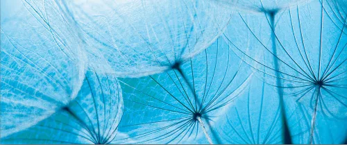 Pitypang poszter, fotótapéta (250 x 104 cm)