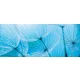 Pitypang poszter, fotótapéta (250 x 104 cm)