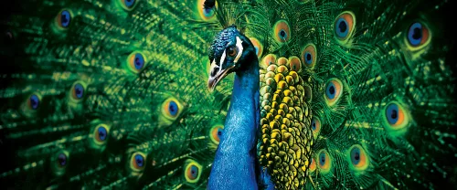 Páva poszter, fotótapéta (250 x 104 cm)