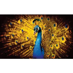 Páva poszter, fotótapéta (152,5 x 104 cm)