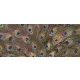 Páva tollak poszter, fotótapéta (250 cm x 104 xm)