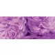 Lila virágok poszter, fotótapéta (250 cm x 104 xm)