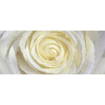 Fehér-sárga rózsa poszter, fotótapéta (250 x 104 cm)
