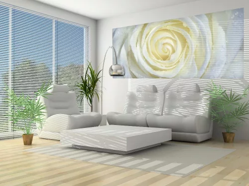 Fehér-sárga rózsa poszter, fotótapéta (250 cm x 104 xm)