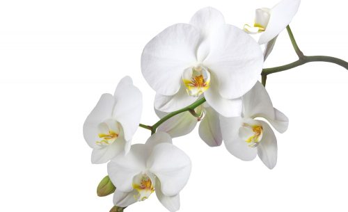 Orchidea poszter, fotótapéta Vlies (208 x 146 cm)