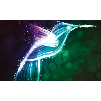 Kolibri poszter, fotótapéta