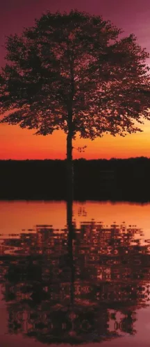Tree poszter, fotótapéta (91 x 211 cm)