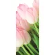 Tulipánok öntapadós poszter, fotótapéta (91 x 211 cm)