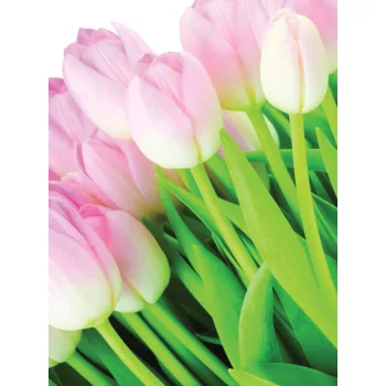 Tulipánok poszter, fotótapéta (184 x 254 cm)