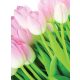 Tulipánok poszter, fotótapéta, Vlies  (206x275 cm, álló)