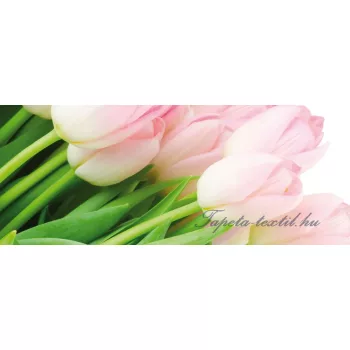 Tulipánok poszter, fotótapéta (250 x 104 cm)