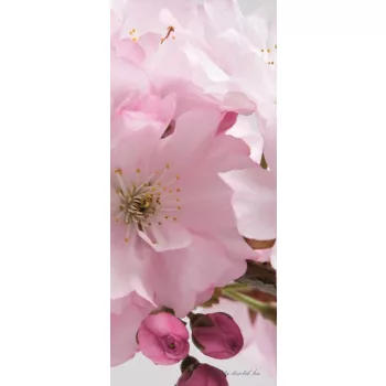 Alma virág öntapadós poszter, fotótapéta (91 x 211 cm)
