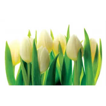 Tulipánok poszter, fotótapéta