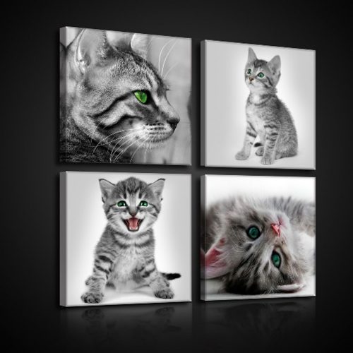 Vászonkép 4 darabos, Macskák 50x50 cm méretben