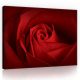 Vászonkép, Vörös rózsal  80x60 cm méretben