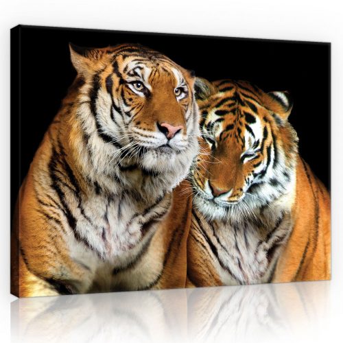 Vászonkép, Tigrisek  80x60 cm méretben
