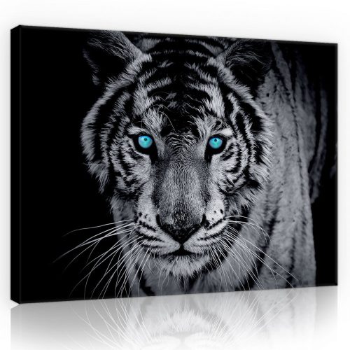 Vászonkép, Kékszemű tigris  80x60 cm méretben