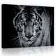 Vászonkép, Kékszemű tigris  80x60 cm méretben