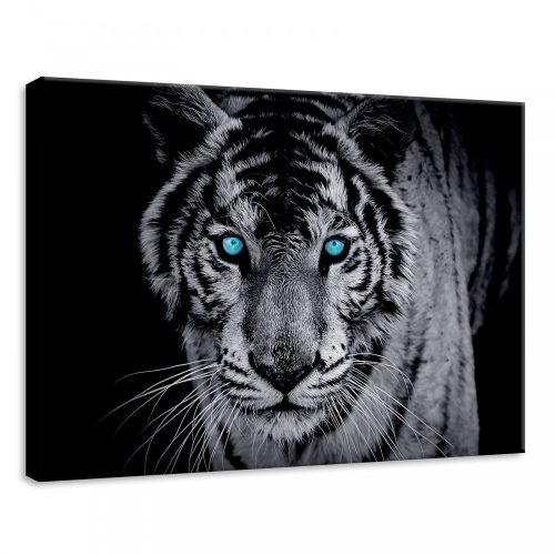 Tigris, vászonkép, 70x50 cm méretben