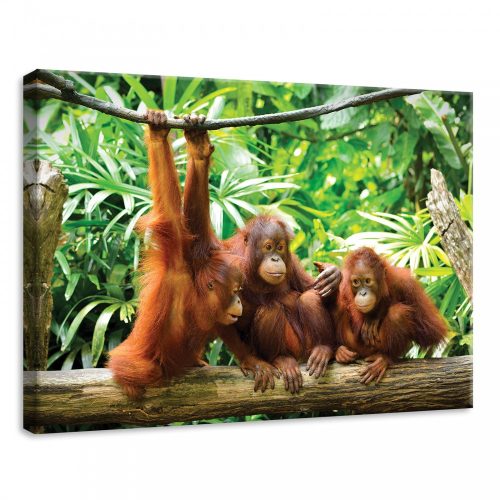 Majmok, vászonkép, 70x50 cm méretben