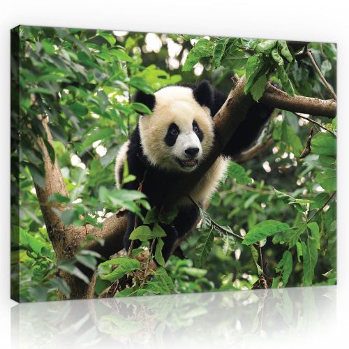 Vászonkép, Panda, 100x75 cm méretben
