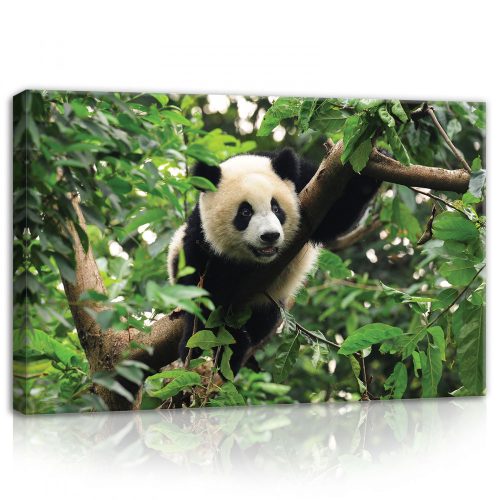 Panda, vászonkép, 60x40 cm méretben