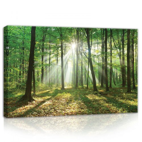 Napos erdő, vászonkép, 60x40 cm méretben