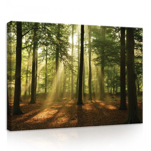 Erdő, vászonkép, 70x50 cm méretben
