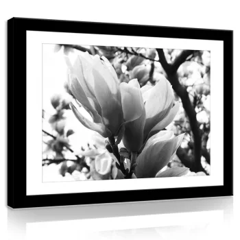 Vászonkép, Fekete-fehér magnólia, 60x40 cm méretben