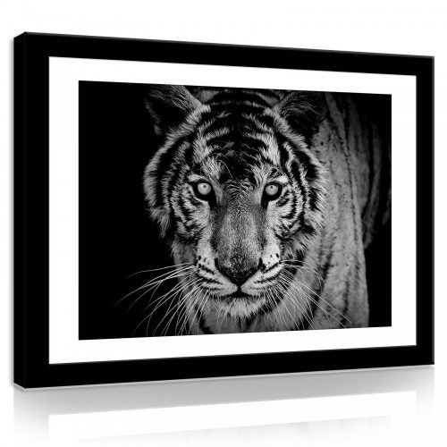 Vászonkép, Tigris, 100x75 cm méretben