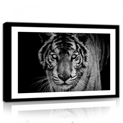 Tigris fekete-fehérben, vászonkép, 60x40 cm méretben