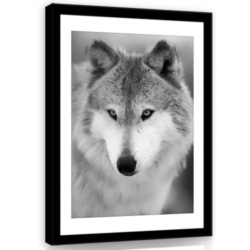 Vászonkép, Farkas, fekete-fehérbe 60x80 cm méretben
