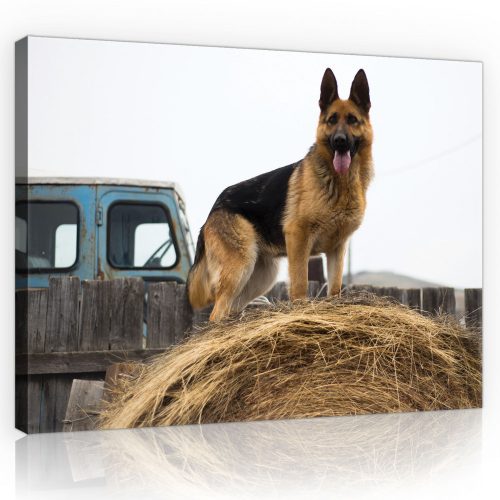 Vászonkép, Német juhász kutya, 80x60 cm méretben