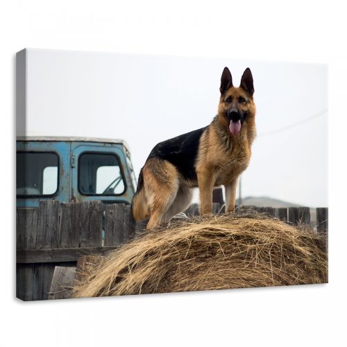 Kutya, vászonkép, 70x50 cm méretben