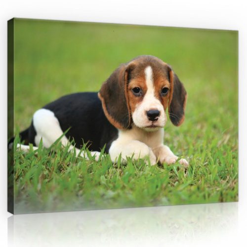 Beagle kölyök, vászonkép, 60x40 cm méretben